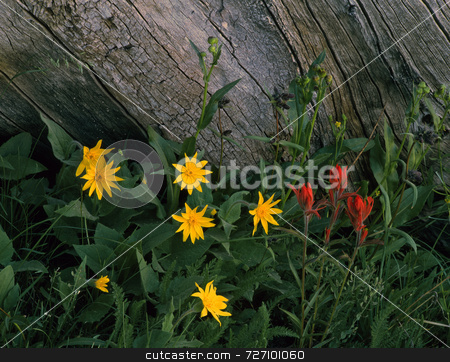 To use this stock image in your creative project, please select the size you need over to the right and click the "Add to Cart" button.
Your downloaded image will come with the Cutcaster watermark removed so don’t worry about the watermark you see on this page. Wild Flowers and Log stock photo, Wild flowers growing next to an old log. by Mike Norton