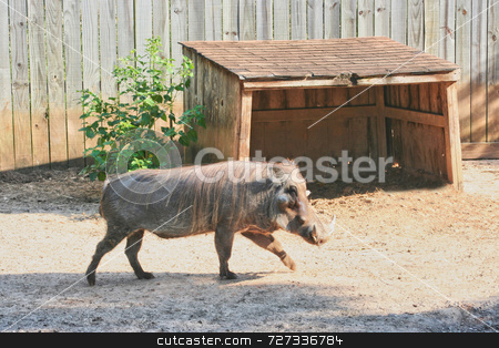To use this stock image in your creative project, please select the size you need over to the right and click the "Add to Cart" button.
Your downloaded image will come with the Cutcaster watermark removed so don’t worry about the watermark you see on this page. Single Warthog stock photo, A single warthog walking to get some food by Kevin Tietz