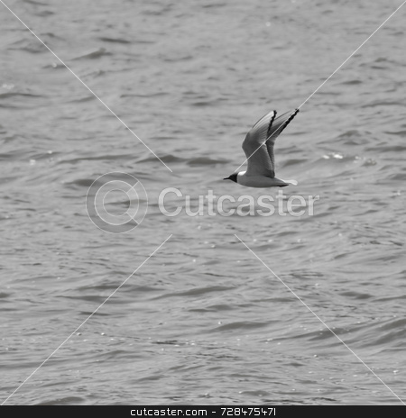To use this stock image in your creative project, please select the size you need over to the right and click the "Add to Cart" button.
Your downloaded image will come with the Cutcaster watermark removed so don’t worry about the watermark you see on this page. Freedom stock photo, A small bird flying peacefully over a body of water by Richard Nelson