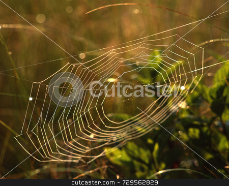 To use this stock image in your creative project, please select the size you need over to the right and click the "Add to Cart" button.
Your downloaded image will come with the Cutcaster watermark removed so don’t worry about the watermark you see on this page. Spider Web stock photo, Spider web by Mike Norton