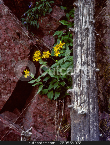 To use this stock image in your creative project, please select the size you need over to the right and click the "Add to Cart" button.
Your downloaded image will come with the Cutcaster watermark removed so don’t worry about the watermark you see on this page. Wild Flowers & Red Granite stock photo, flowers growing by a log and red granite. by Mike Norton