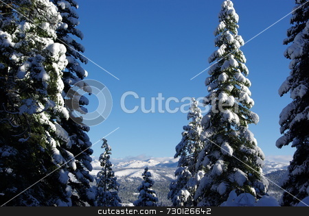 To use this stock image in your creative project, please select the size you need over to the right and click the "Add to Cart" button.
Your downloaded image will come with the Cutcaster watermark removed so don’t worry about the watermark you see on this page. Trees covered in fresh snow stock photo, Trees covered in fresh snow looking towards the Sierra Crystal Range by Lynn Bendickson