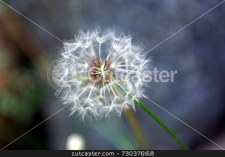 To use this stock image in your creative project, please select the size you need over to the right and click the "Add to Cart" button.
Your downloaded image will come with the Cutcaster watermark removed so don’t worry about the watermark you see on this page. Dandelion Closeup stock photo, A single Dandelion standing by its self in a shallow depth of field by Lynn Bendickson