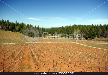 To use this stock image in your creative project, please select the size you need over to the right and click the "Add to Cart" button.
Your downloaded image will come with the Cutcaster watermark removed so don’t worry about the watermark you see on this page. New Vineyard stock photo, A new Vineyard at early spring in the El Dorado Country foothills by Lynn Bendickson