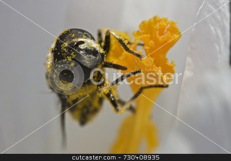 To use this stock image in your creative project, please select the size you need over to the right and click the "Add to Cart" button.
Your downloaded image will come with the Cutcaster watermark removed so don’t worry about the watermark you see on this page. Pollen covered bee stock photo, Pollen covered bee on crocus by Jarrod Erbe