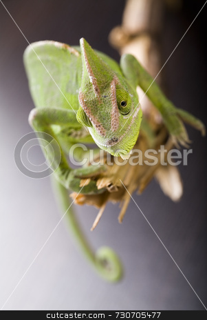 To use this stock image in your creative project, please select the size you need over to the right and click the "Add to Cart" button.
Your downloaded image will come with the Cutcaster watermark removed so don’t worry about the watermark you see on this page. Chameleon stock photo, by Sebastian Duda