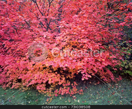 To use this stock image in your creative project, please select the size you need over to the right and click the "Add to Cart" button.
Your downloaded image will come with the Cutcaster watermark removed so don’t worry about the watermark you see on this page. Canyon Maple Tree stock photo, A canyon maple tree in Logan Canyon, Utah, photographed during the autumn season. by Mike Norton