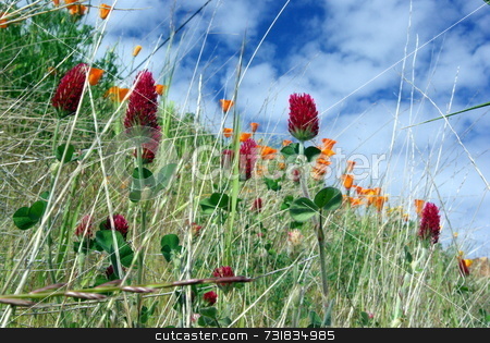 To use this stock image in your creative project, please select the size you need over to the right and click the "Add to Cart" button.
Your downloaded image will come with the Cutcaster watermark removed so don’t worry about the watermark you see on this page. Red Clover And Orange Poppies stock photo, A ground level view of Red Clover, California Poppies and other grassland plants. by Lynn Bendickson