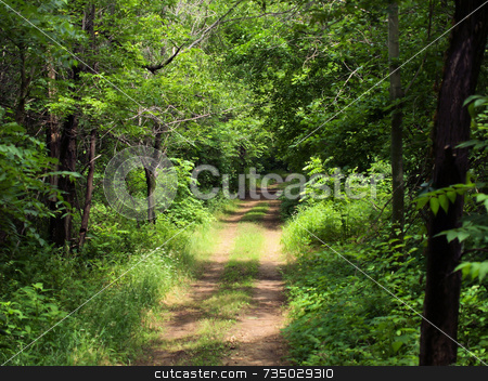 To use this stock image in your creative project, please select the size you need over to the right and click the "Add to Cart" button.
Your downloaded image will come with the Cutcaster watermark removed so don’t worry about the watermark you see on this page. Path in the woods stock photo, Path in the Woods by Michelle Bergkamp
