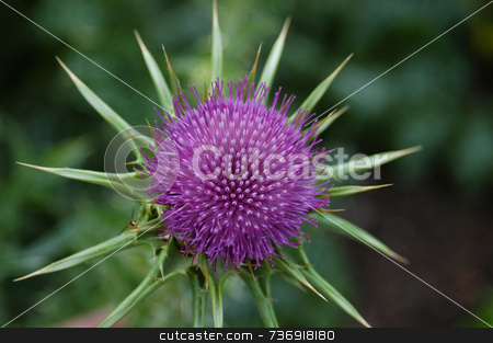 To use this stock image in your creative project, please select the size you need over to the right and click the "Add to Cart" button.
Your downloaded image will come with the Cutcaster watermark removed so don’t worry about the watermark you see on this page. Spring flower stock photo, A closeup of a blue flower in the spring time by Tim Markley