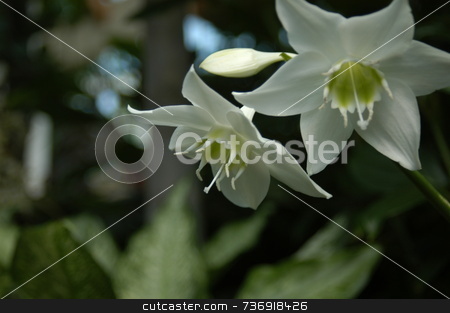To use this stock image in your creative project, please select the size you need over to the right and click the "Add to Cart" button.
Your downloaded image will come with the Cutcaster watermark removed so don’t worry about the watermark you see on this page. White orchid stock photo, A closeup view of two white orchids in a garden by Tim Markley