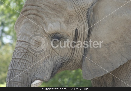 To use this stock image in your creative project, please select the size you need over to the right and click the "Add to Cart" button.
Your downloaded image will come with the Cutcaster watermark removed so don’t worry about the watermark you see on this page. African Elephant stock photo, by Wes Shepherd