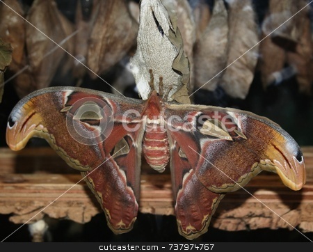 To use this stock image in your creative project, please select the size you need over to the right and click the "Add to Cart" button.
Your downloaded image will come with the Cutcaster watermark removed so don’t worry about the watermark you see on this page. Atlas Moth with wings spread stock photo, Atlas moth at rest with wings spread by Wes Shepherd