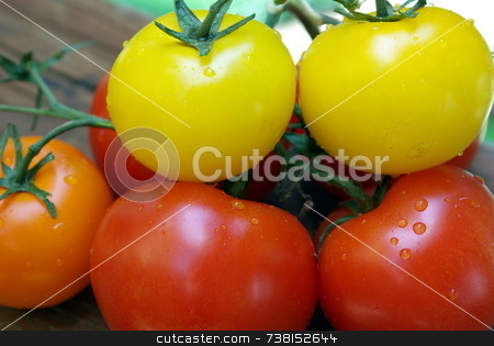 To use this stock image in your creative project, please select the size you need over to the right and click the "Add to Cart" button.
Your downloaded image will come with the Cutcaster watermark removed so don’t worry about the watermark you see on this page. Red, Orange and Yellow Heirloom Tomatoes stock photo, Heirloom Tomatoes that come in amny unusual colors. by Lynn Bendickson