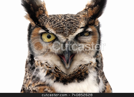 To use this stock image in your creative project, please select the size you need over to the right and click the "Add to Cart" button.
Your downloaded image will come with the Cutcaster watermark removed so don’t worry about the watermark you see on this page. Winking eagle owl stock photo, Eagle Owl looking threatening. Isolated on white. by Paul Phillips
