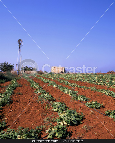 To use this stock image in your creative project, please select the size you need over to the right and click the "Add to Cart" button.
Your downloaded image will come with the Cutcaster watermark removed so don’t worry about the watermark you see on this page. Irrigation ang growth stock photo, The red soil of a field in Cyprus with wind pumps providing irrigation by Paul Phillips