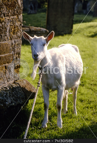 To use this stock image in your creative project, please select the size you need over to the right and click the "Add to Cart" button.
Your downloaded image will come with the Cutcaster watermark removed so don’t worry about the watermark you see on this page. Old Goat stock photo, A goat tied up in a churchyard keeping the grass short. by Paul Phillips