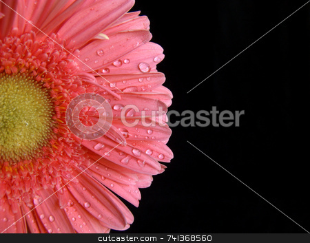 To use this stock image in your creative project, please select the size you need over to the right and click the "Add to Cart" button.
Your downloaded image will come with the Cutcaster watermark removed so don’t worry about the watermark you see on this page. Pink Gerber stock photo, Macro shot of a vibrant pink gerber daisy against a black background by Martie Venter