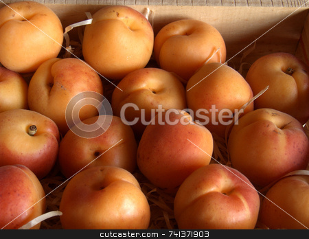 To use this stock image in your creative project, please select the size you need over to the right and click the "Add to Cart" button.
Your downloaded image will come with the Cutcaster watermark removed so don’t worry about the watermark you see on this page. Apricots in Wooden Crate stock photo, Fresh apricots in a wooden crate by Martie Venter