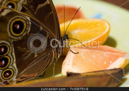 To use this stock image in your creative project, please select the size you need over to the right and click the "Add to Cart" button.
Your downloaded image will come with the Cutcaster watermark removed so don’t worry about the watermark you see on this page. Blue morpho Butterfly stock photo, A macro shot of a utterfly feeding on citrus fruit by Jean Larue-Frechette