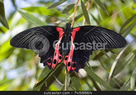 To use this stock image in your creative project, please select the size you need over to the right and click the "Add to Cart" button.
Your downloaded image will come with the Cutcaster watermark removed so don’t worry about the watermark you see on this page. Rumanzovia swallowtail butterfly stock photo, by Jean Larue-Frechette