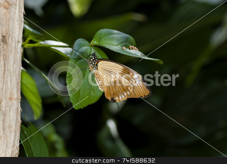 To use this stock image in your creative project, please select the size you need over to the right and click the "Add to Cart" button.
Your downloaded image will come with the Cutcaster watermark removed so don’t worry about the watermark you see on this page. Flying handkerchief butterfly stock photo, A Flying handkerchief butterfly on a leaf by Jean Larue-Frechette