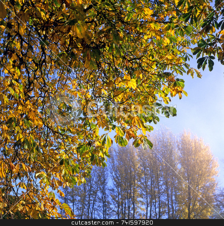 To use this stock image in your creative project, please select the size you need over to the right and click the "Add to Cart" button.
Your downloaded image will come with the Cutcaster watermark removed so don’t worry about the watermark you see on this page. Autumn Leaves stock photo, Autumn Leaves on a bright day by Paul Phillips