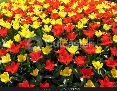 To use this stock image in your creative project, please select the size you need over to the right and click the "Add to Cart" button.
Your downloaded image will come with the Cutcaster watermark removed so don’t worry about the watermark you see on this page. Tulip field stock photo, Red and yellow tulips in a field by Paul Phillips