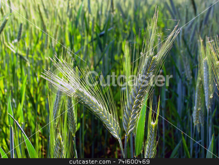 To use this stock image in your creative project, please select the size you need over to the right and click the "Add to Cart" button.
Your downloaded image will come with the Cutcaster watermark removed so don’t worry about the watermark you see on this page. Two barley ears in field stock photo, Late summer in a barley field with focus on two of the ears by Paul Phillips