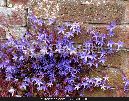 To use this stock image in your creative project, please select the size you need over to the right and click the "Add to Cart" button.
Your downloaded image will come with the Cutcaster watermark removed so don’t worry about the watermark you see on this page. Blue Star stock photo, Blue star shaped flowering plant growing up an old wall by Paul Phillips