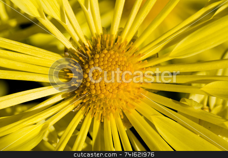 To use this stock image in your creative project, please select the size you need over to the right and click the "Add to Cart" button.
Your downloaded image will come with the Cutcaster watermark removed so don’t worry about the watermark you see on this page. Yellow daisy macro stock photo, Close-up shot of a yellow flower in a garden by Jean Larue-Frechette