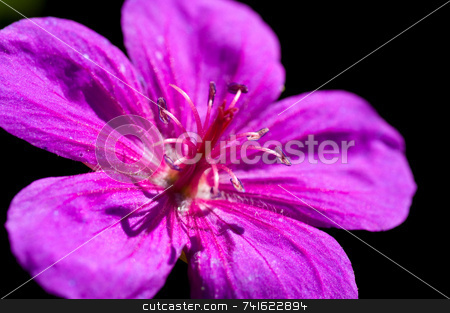 To use this stock image in your creative project, please select the size you need over to the right and click the "Add to Cart" button.
Your downloaded image will come with the Cutcaster watermark removed so don’t worry about the watermark you see on this page. Purple macro flower stock photo, Macro shot of a purple flower in a garden by Jean Larue-Frechette