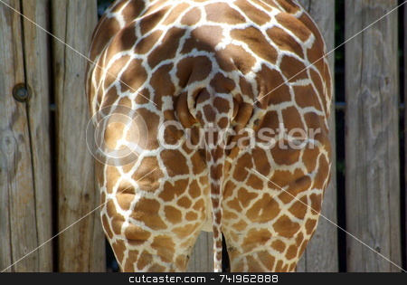 To use this stock image in your creative project, please select the size you need over to the right and click the "Add to Cart" button.
Your downloaded image will come with the Cutcaster watermark removed so don’t worry about the watermark you see on this page. Giraffe Rear End stock photo, A behind read end view of A Giraffe. by Lynn Bendickson