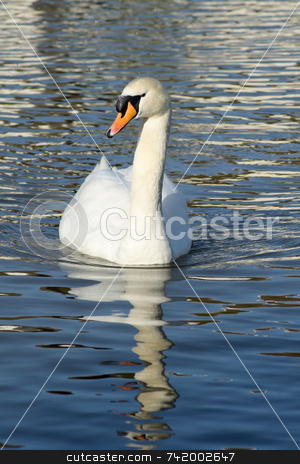 To use this stock image in your creative project, please select the size you need over to the right and click the "Add to Cart" button.
Your downloaded image will come with the Cutcaster watermark removed so don’t worry about the watermark you see on this page. Elegant white swan with clear water reflection. stock photo, Elegant white swan with clear water reflection. by Stephen Rees