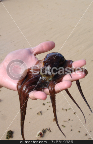 To use this stock image in your creative project, please select the size you need over to the right and click the "Add to Cart" button.
Your downloaded image will come with the Cutcaster watermark removed so don’t worry about the watermark you see on this page. Octopus stock photo, Red/purple octopus. by Daniel Wiedemann