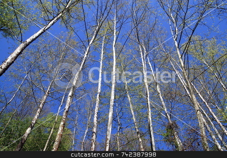 To use this stock image in your creative project, please select the size you need over to the right and click the "Add to Cart" button.
Your downloaded image will come with the Cutcaster watermark removed so don’t worry about the watermark you see on this page. Tree stock photo, Trees in the sky prospective by Jack Schiffer