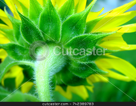 To use this stock image in your creative project, please select the size you need over to the right and click the "Add to Cart" button.
Your downloaded image will come with the Cutcaster watermark removed so don’t worry about the watermark you see on this page. Sunflower stock photo, Rear macro view of sunflower by Jack Schiffer
