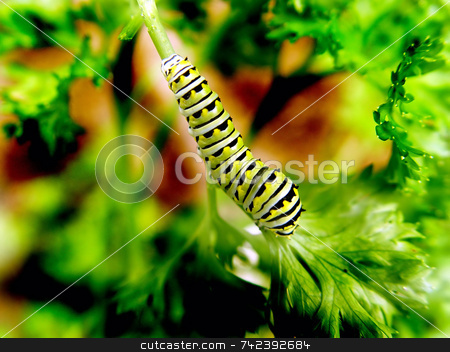 To use this stock image in your creative project, please select the size you need over to the right and click the "Add to Cart" button.
Your downloaded image will come with the Cutcaster watermark removed so don’t worry about the watermark you see on this page. Caterpillar stock photo, Caterpillar eating parsley by Jack Schiffer