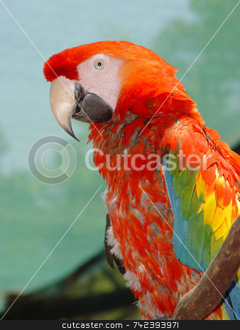 To use this stock image in your creative project, please select the size you need over to the right and click the "Add to Cart" button.
Your downloaded image will come with the Cutcaster watermark removed so don’t worry about the watermark you see on this page. Macaw Parrot stock photo, Colorful tropical Macaw parrot posing by Jack Schiffer