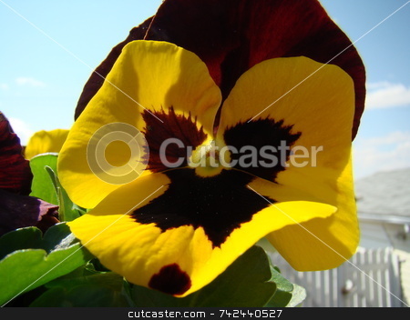 To use this stock image in your creative project, please select the size you need over to the right and click the "Add to Cart" button.
Your downloaded image will come with the Cutcaster watermark removed so don’t worry about the watermark you see on this page. Lovely pansy face flower stock photo, by CHERYL LAFOND
