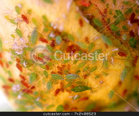 To use this stock image in your creative project, please select the size you need over to the right and click the "Add to Cart" button.
Your downloaded image will come with the Cutcaster watermark removed so don’t worry about the watermark you see on this page. Aphids Infestation 6392 stock photo, Aphids infestation on a rose bush by Henrik Lehnerer