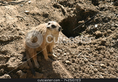 To use this stock image in your creative project, please select the size you need over to the right and click the "Add to Cart" button.
Your downloaded image will come with the Cutcaster watermark removed so don’t worry about the watermark you see on this page. Meerkat 4709 stock photo, The meerkat or suricate is a small mammal and a member of the mongoose family. by Henrik Lehnerer
