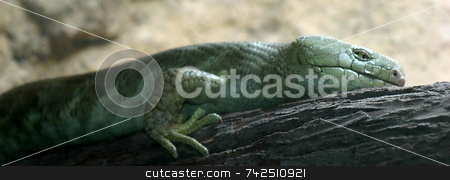 To use this stock image in your creative project, please select the size you need over to the right and click the "Add to Cart" button.
Your downloaded image will come with the Cutcaster watermark removed so don’t worry about the watermark you see on this page. Prehensil Tailed Skink stock photo, Skinks are the most diversed group of lizards by Henrik Lehnerer
