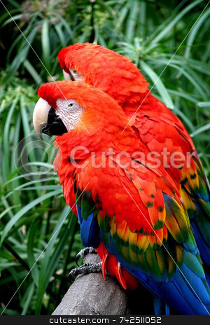 To use this stock image in your creative project, please select the size you need over to the right and click the "Add to Cart" button.
Your downloaded image will come with the Cutcaster watermark removed so don’t worry about the watermark you see on this page. Two Scarlet Macaw stock photo, The Scarlet Macaw is a large colourful parrot. by Henrik Lehnerer