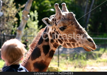 To use this stock image in your creative project, please select the size you need over to the right and click the "Add to Cart" button.
Your downloaded image will come with the Cutcaster watermark removed so don’t worry about the watermark you see on this page. Baringo Giraffe 4754 stock photo, The Rothschild Giraffe also known as the Baringo Giraffe or as the Ugandan Giraffe is one of the most endangered giraffe subspecies. by Henrik Lehnerer