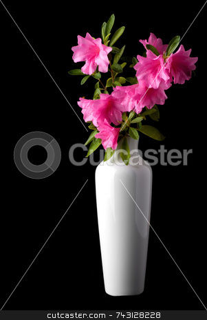 To use this stock image in your creative project, please select the size you need over to the right and click the "Add to Cart" button.
Your downloaded image will come with the Cutcaster watermark removed so don’t worry about the watermark you see on this page. Pink azaleas in a white vase stock photo, Fresh cut pink azaleas in a white vase by Vince Clements