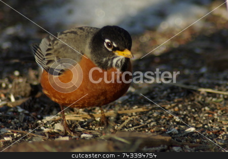 To use this stock image in your creative project, please select the size you need over to the right and click the "Add to Cart" button.
Your downloaded image will come with the Cutcaster watermark removed so don’t worry about the watermark you see on this page. Robin Waiting stock photo, A lone Robin, in search of food, appears to be listening for a worm in the ground. Many midwesterners view the Robin as a sure sign the season is changing when they see their first Robin of the year. by Dennis Thomsen