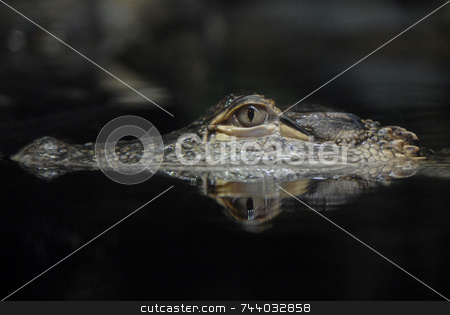 To use this stock image in your creative project, please select the size you need over to the right and click the "Add to Cart" button.
Your downloaded image will come with the Cutcaster watermark removed so don’t worry about the watermark you see on this page. American Alligator Reflection stock photo, American Alligator by A Cotton Photo