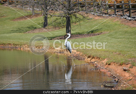 To use this stock image in your creative project, please select the size you need over to the right and click the "Add to Cart" button.
Your downloaded image will come with the Cutcaster watermark removed so don’t worry about the watermark you see on this page. Bird on the pond stock photo, Bird on the side of lake in a southern state by Tim Markley