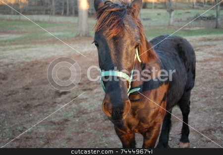 To use this stock image in your creative project, please select the size you need over to the right and click the "Add to Cart" button.
Your downloaded image will come with the Cutcaster watermark removed so don’t worry about the watermark you see on this page. Young horse stock photo, A rural farm seen at night time by Tim Markley